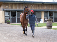 BP140425-52 - Squire Danagher